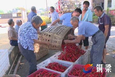 銅梁華興鎮(zhèn):抓住產(chǎn)業(yè)發(fā)展“牛鼻子” 走出脫貧致富新路子