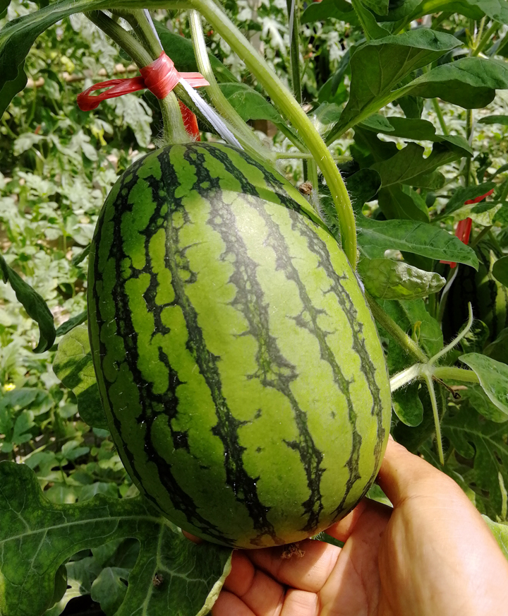 濰坊青州2k小型西瓜_蔬菜_名優(yōu)農(nóng)副土特產(chǎn)品_產(chǎn)品_中國農(nóng)業(yè)科技推廣網(wǎng)